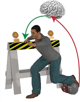 Forecast or Fall: Prediction's Importance to Postural Control